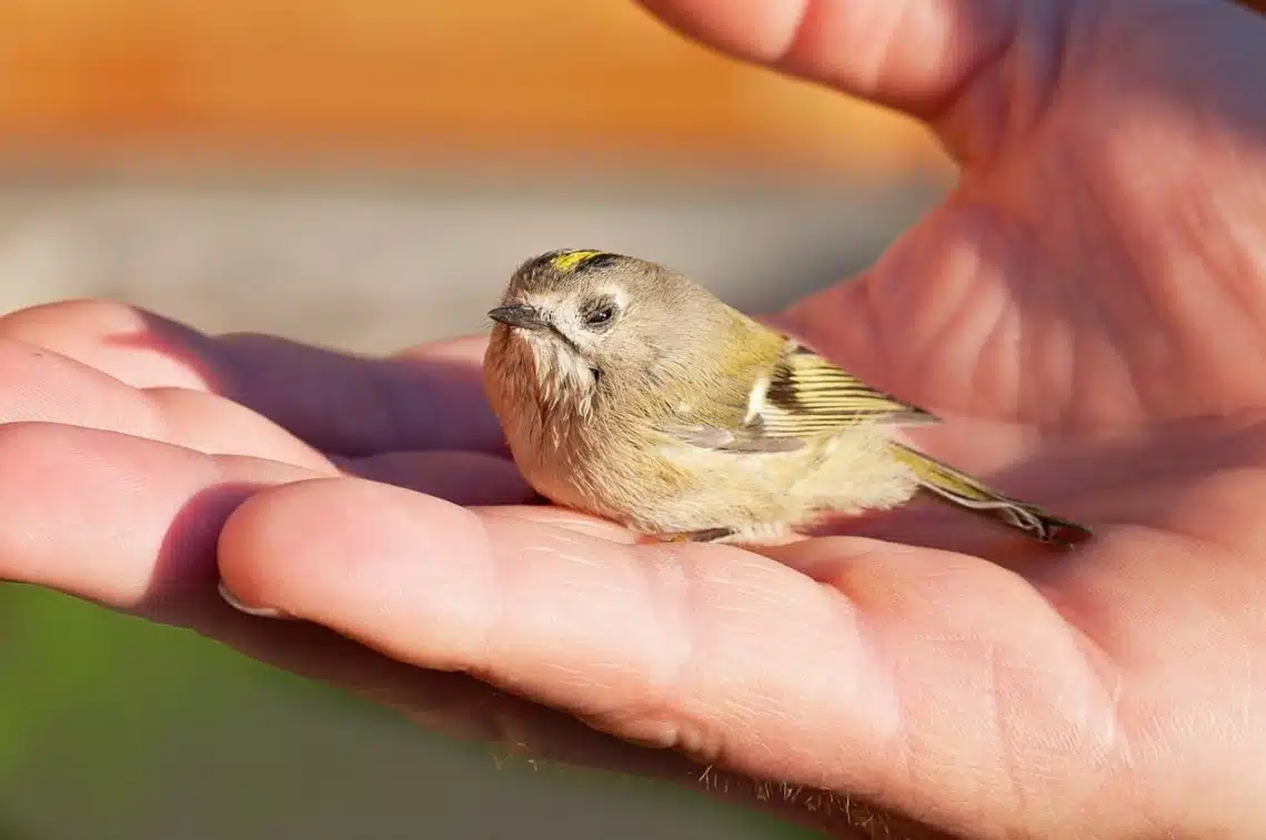 Les étapes clés pour prendre soin d'un bébé moineau