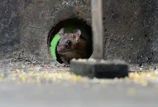 Comment éviter les rats de venir faire leur nid chez vous ?